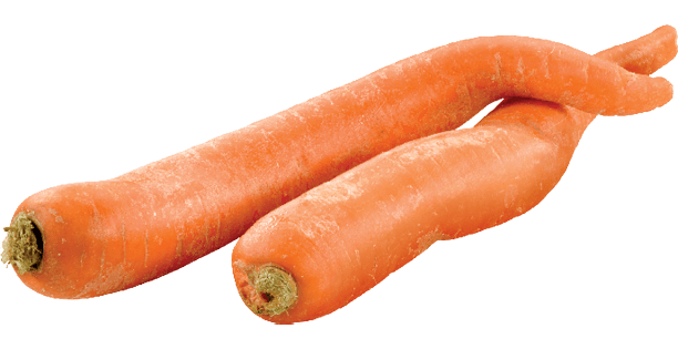 Deux carottes orange de forme imparfaite non pelées Naturellement imparfaits🅪.